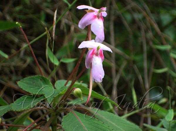 Shrubby Balsam